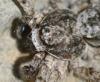 Philodromus sp.